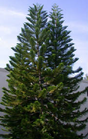 webassets/eptreefront.jpg