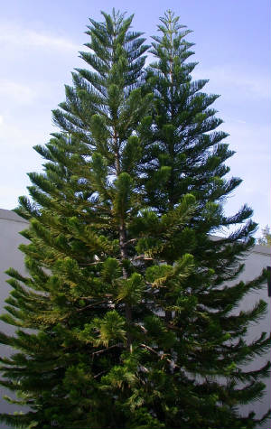 webassets/eptreefront.jpg